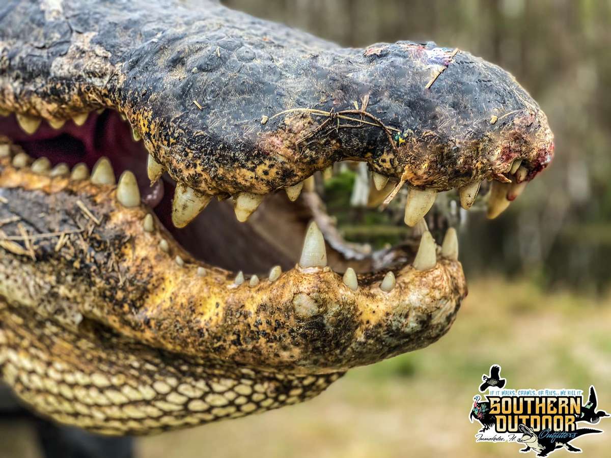 Florida Alligator Hunting Licenses Snout and teeth of an alligator hunted in Florida with Southern Outdoor Outfitters