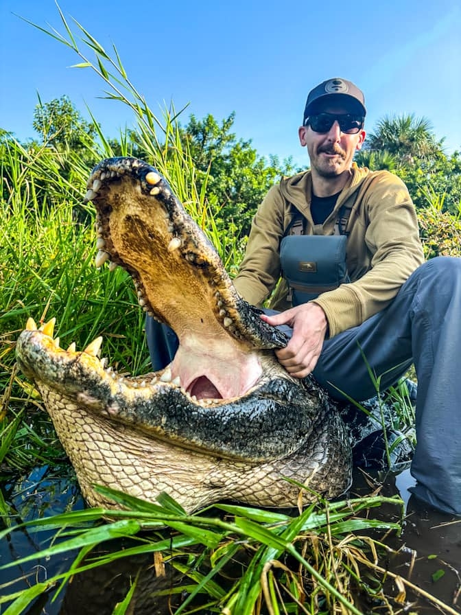 Alligator Hunts Large alligator hunted in Florida